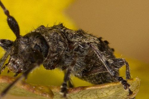 Pogonocherus caroli