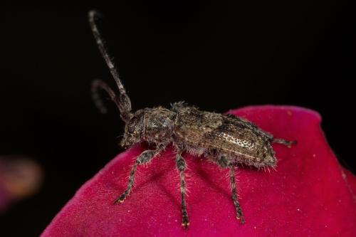 Pogonocherus caroli