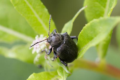 Réf. 364 796 : Bromius obscurus