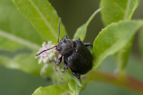 Réf. 364 782 : Bromius obscurus