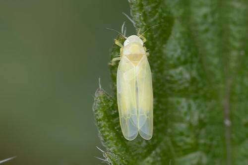 Typhlocybinae
