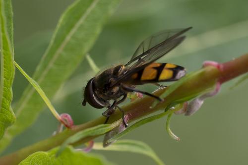 Xanthandrus comtus