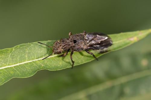 Ontholestes tessellatus