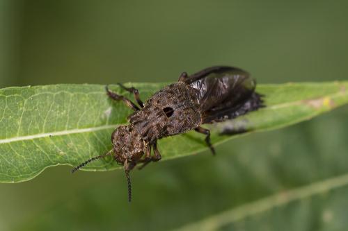 Ontholestes tessellatus