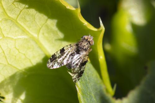 Tephritis conura