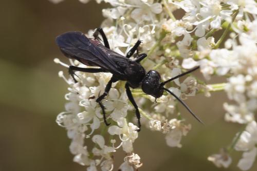 Pompilinae