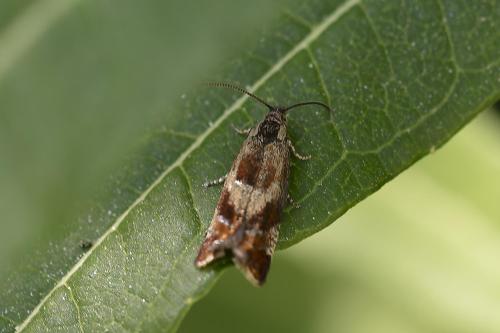 Epinotia cruciana