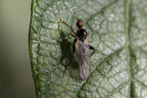Hybos femoratus