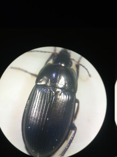 Amara ovata