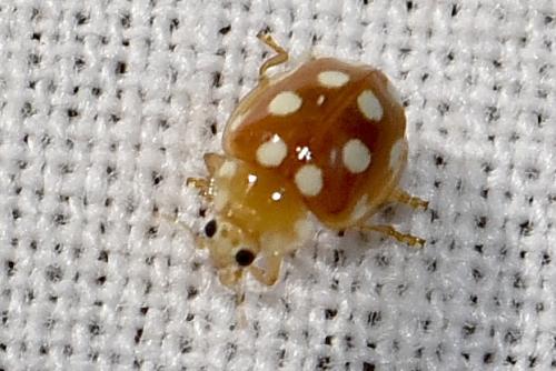 Vibidia duodecimguttata