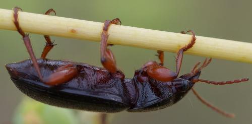 Ophonus incisus