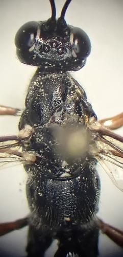 Réf. 364 299 : Schreineria cingulipes