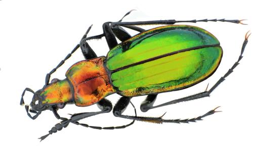 Carabus splendens