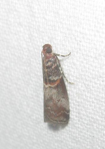 Acrobasis sp.