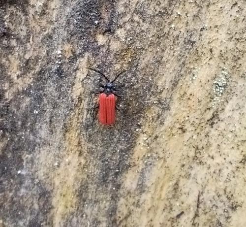 Platycis minutus