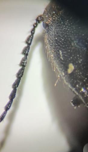 Ampedus sp.