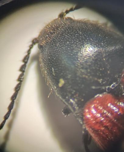 Ampedus sp.