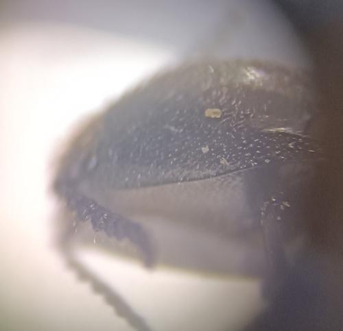 Ampedus sp.