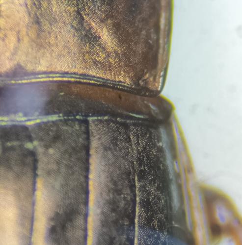Amara eurynota