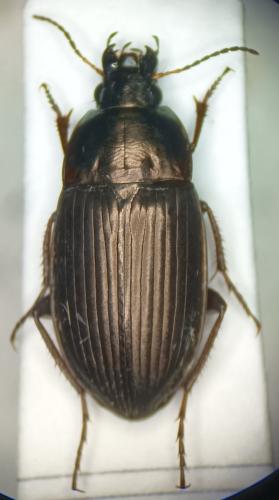 Amara eurynota