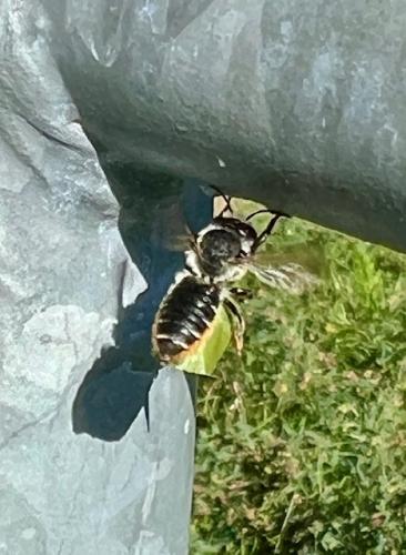 Megachile centuncularis