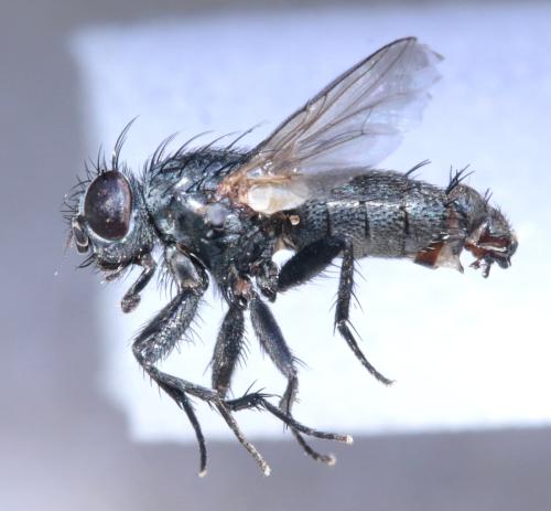 Réf. 364 655 : Sarcophila meridionalis