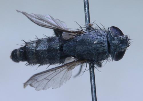 Réf. 364 656 : Sarcophila meridionalis
