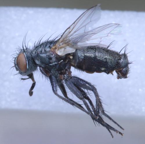 Sarcophila latifrons
