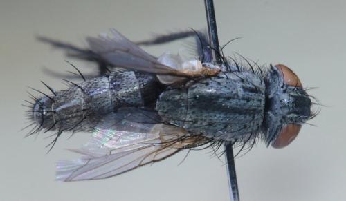 Sarcophila latifrons