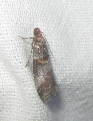 Acrobasis sp.