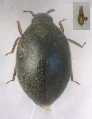 Limnichus aurosericeus