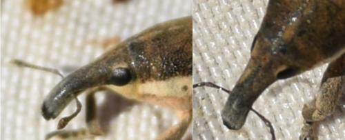 Lixus juncii