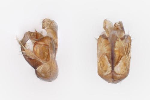 Réf. 364 537 : Malthodes caudatus