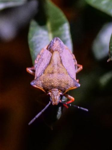Carpocoris mediterraneus atlanticus