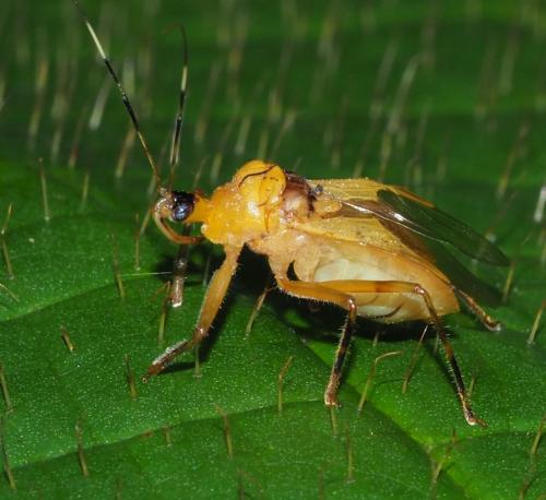Pirnonota sp.