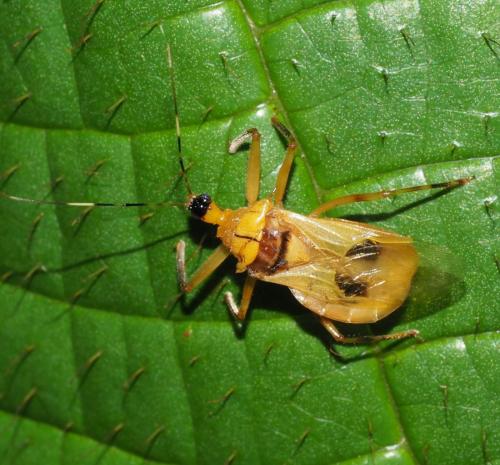 Pirnonota sp.