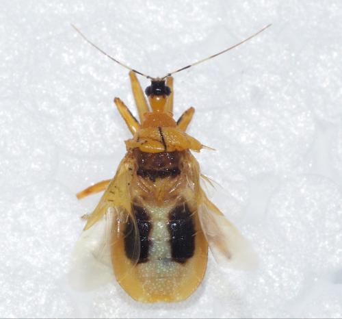 Pirnonota sp.