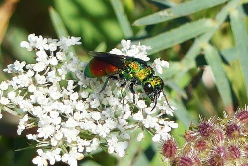 Chrysis chrysoprasina