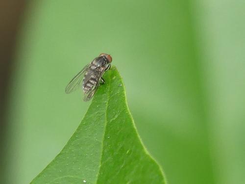 Platypeza fasciata