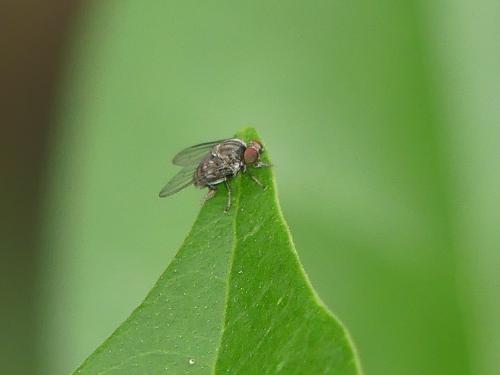 Platypeza fasciata