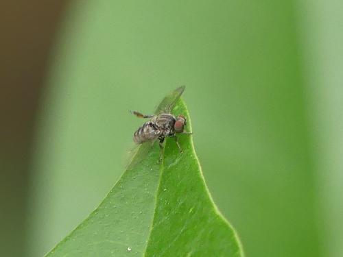 Platypeza fasciata
