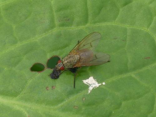 Helina impuncta