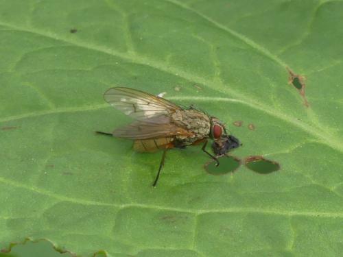 Helina impuncta