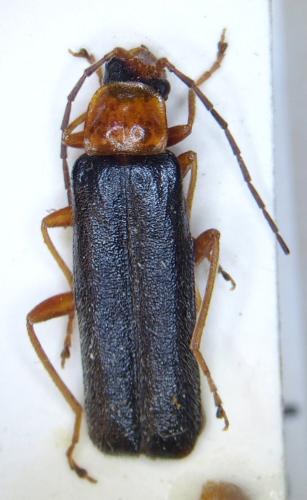 Rhagonycha varians