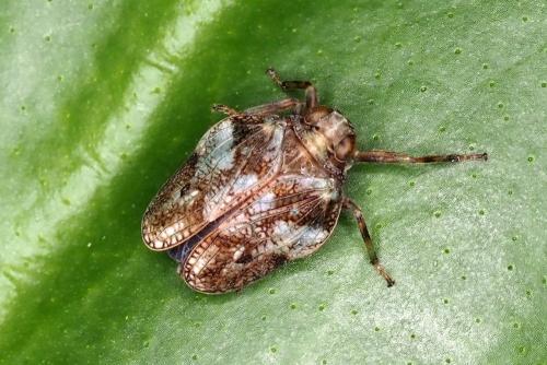 Issus coleoptratus