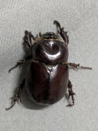 Phyllognathus excavatus