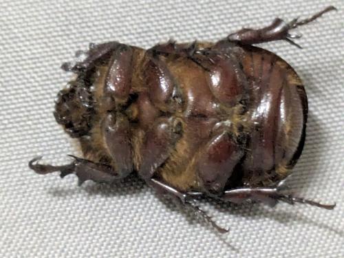 Phyllognathus excavatus
