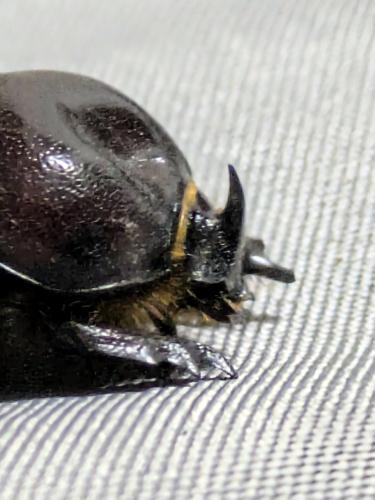 Phyllognathus excavatus