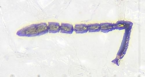 Systasis encyrtoides