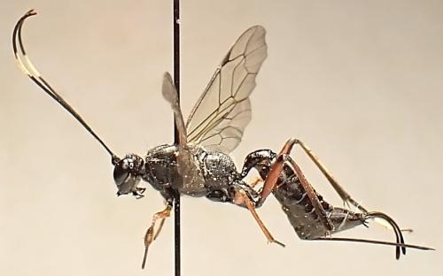 Schreineria cingulipes